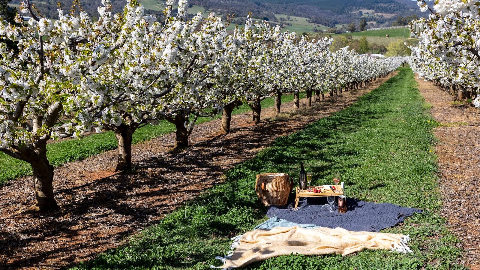 borrodell-vineyard-spring-orange-nsw-85
