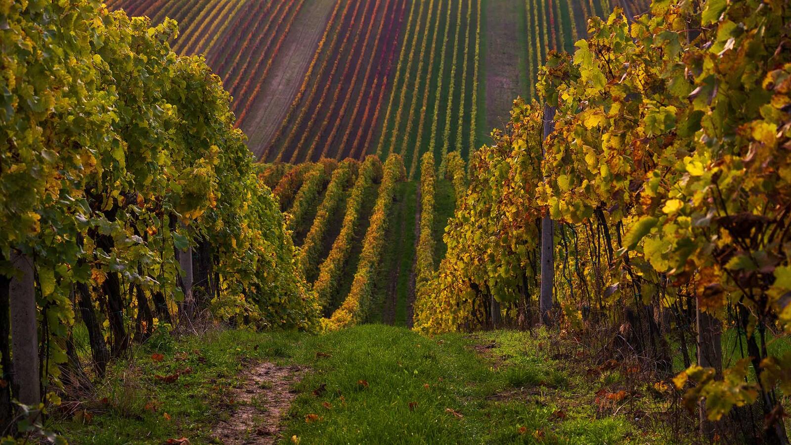 field